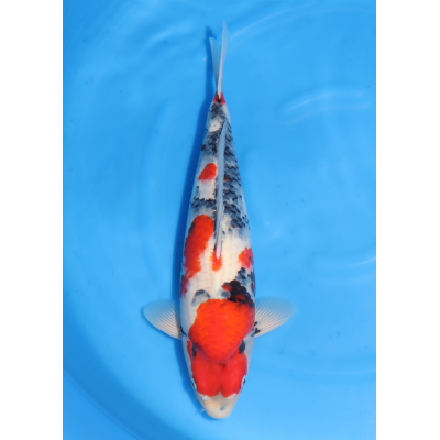 KGE.99 SHOWA KGE.99 SHOWA